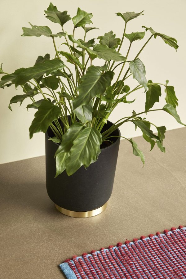 En frodig grøn kaffeplante i en sort kande med guldkant, placeret på en beige overflade ved siden af et flerfarvet vævet tæppe med røde og blå striber, eksemplificerer Tomorrows design-æstetik