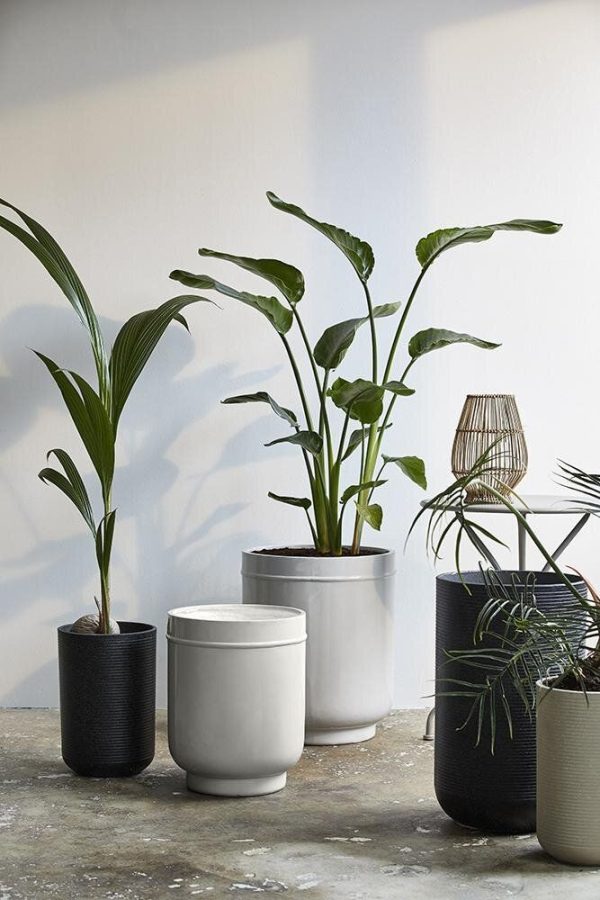 En samling af indendørs planter i forskellige moderne potter placeret på et betongulv mod en let tekstureret væg. Planterne omfatter bredbladede og slanke blade, hvilket forbedrer interiørdesignet.