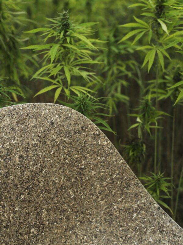 Et nærbillede af en NORMANN COPENHAGEN - Mat Barstol 65 i forgrunden med slørede cannabisplanter synlige i baggrunden, der illustrerer kontrasten mellem menneskeskabte og naturlige elementer.
