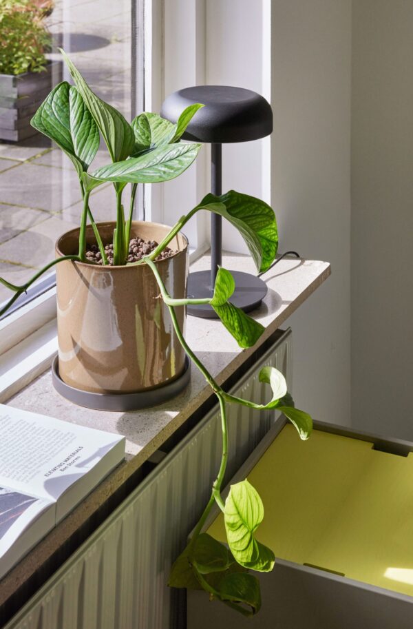 En potteplante med store grønne blade står i en vindueskarm ved siden af en stilfuld sort skrivebordslampe, med bøger og åbne notesbøger, i et soloplyst rum. plantens vinstokke draperer ned mod en gul overflade.